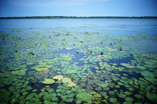 stock image Lake and water plants