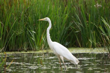 Great Egret clipart