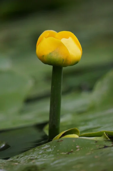 stock image Water Flowers