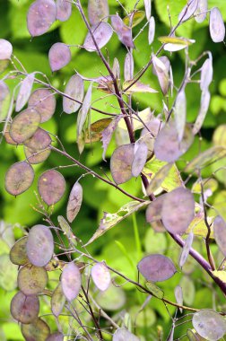 Lunaria annua gümüş dolar