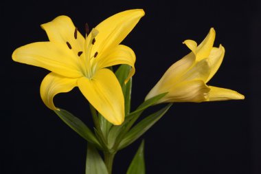 A yellow lily clipart