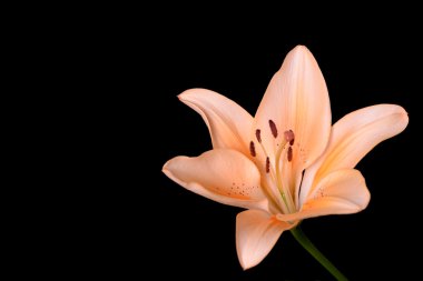 A orange lily clipart