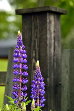 Lupinus clipart