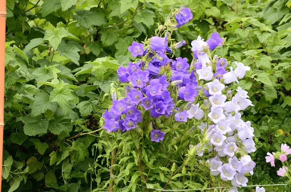 stock image Garden field