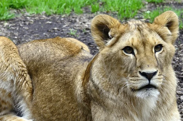 Młody lew cub portret — Zdjęcie stockowe