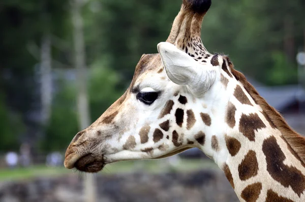Girafa, camelopardalis — Fotografia de Stock