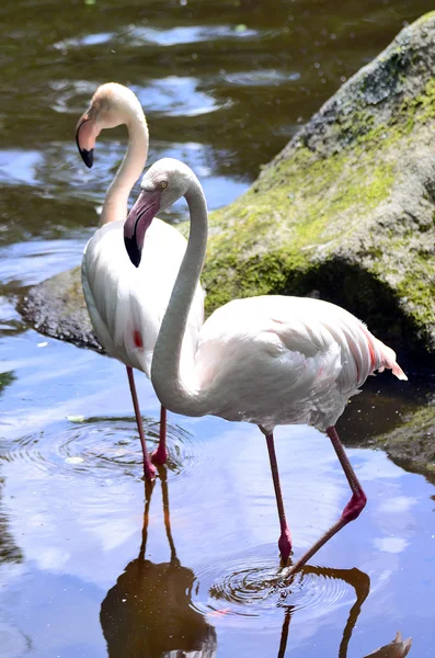 Two flamingo — Stock Photo, Image