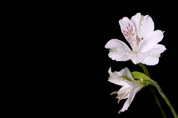 stock image A white lily