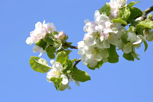 stock image Apple flower