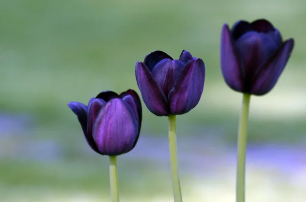 Three blue tulips — Stock Photo, Image
