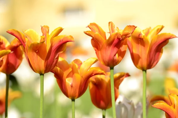 Pole czerwonych tulipanów — Zdjęcie stockowe