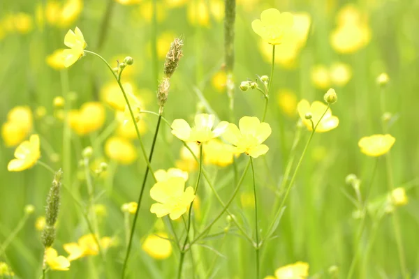 stock image Meadow buttercup