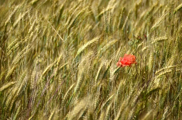 Пшеничні поля і квітка — стокове фото