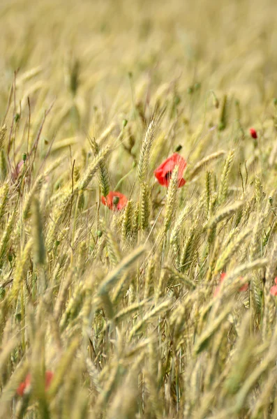 stock image Wheat fields and flower