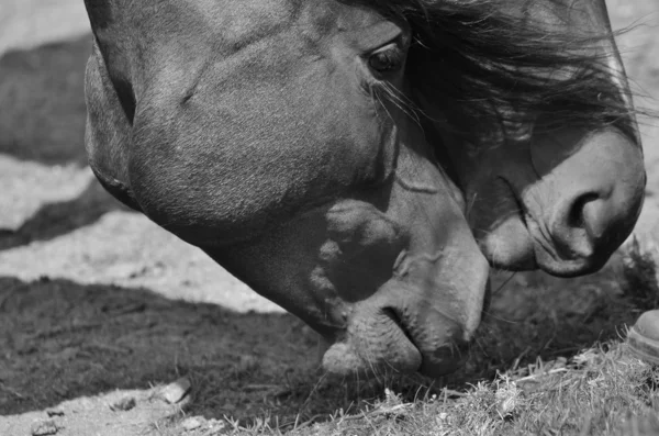 马吃草 — 图库照片