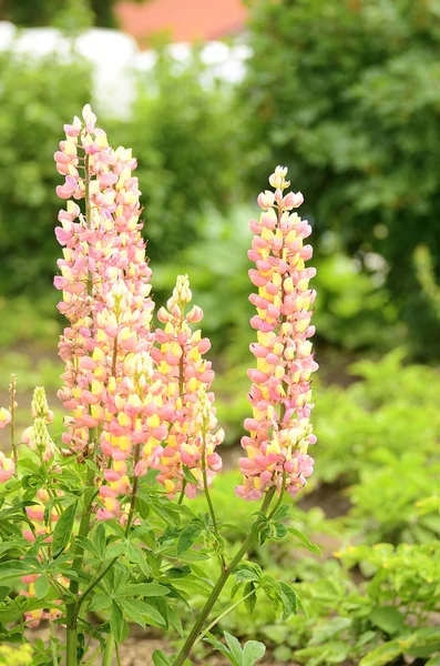 Flores de Lupin rosa — Fotografia de Stock