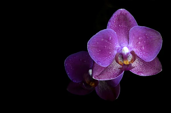 Orkidé Stockbild