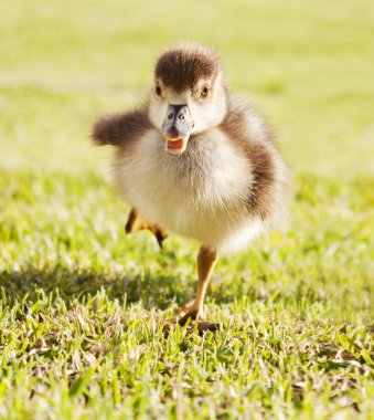 Duckling on the run clipart