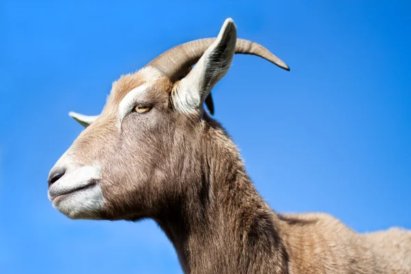 Goat side profile with blue sky background — Stock Photo, Image