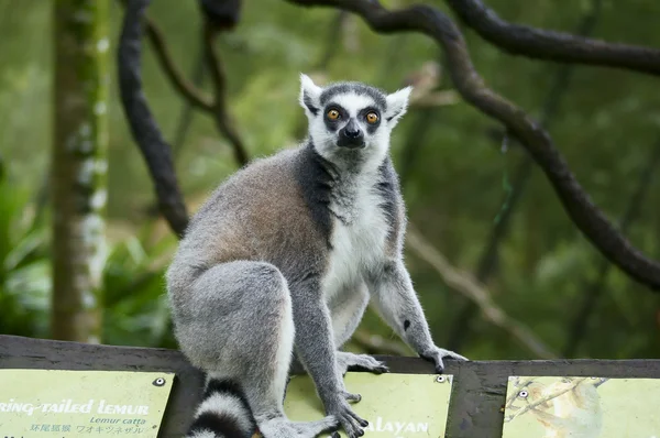 Singapur Hayvanat Bahçesi'nde Lemur