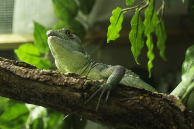 yukarıya bakıyor ve ağaç üzerinde yeşil iguana