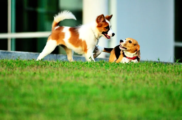 Caninos em formação — Fotografia de Stock
