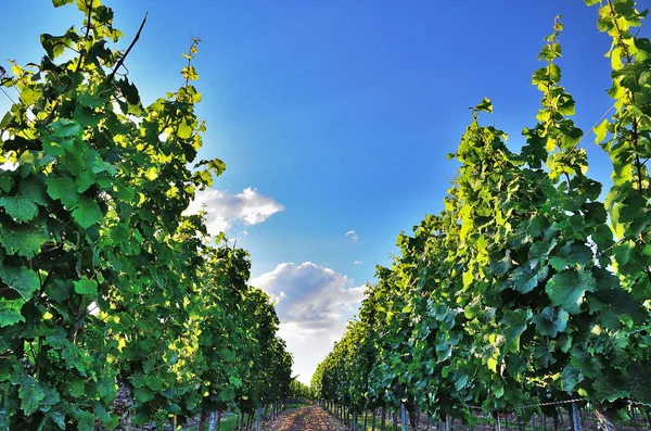 Вирощування вино — стокове фото