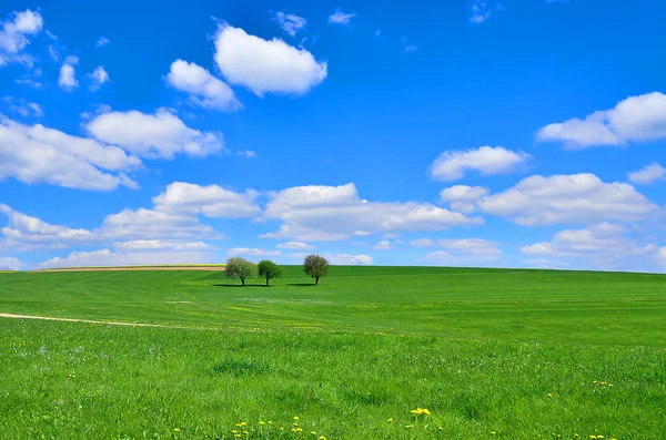 Lapangan hijau dan langit biru — Stok Foto