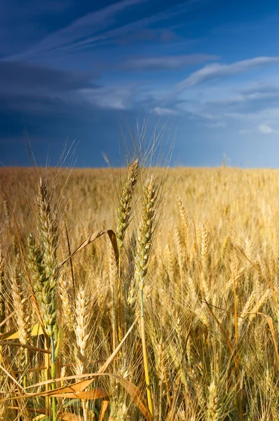 Campo de trigo bajo el cielo azul . Imagen de stock