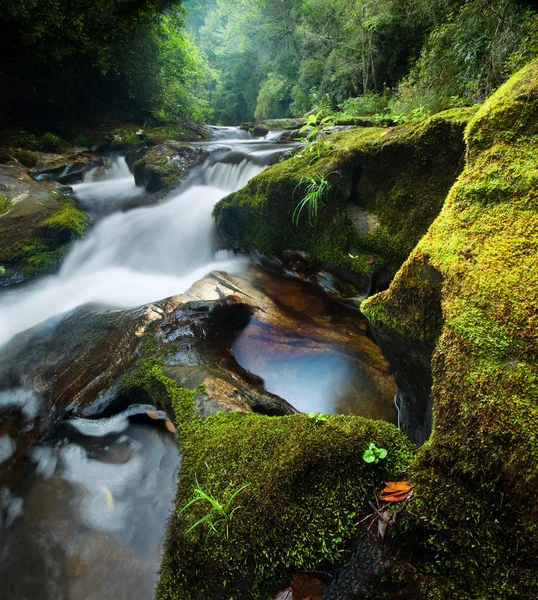 Tät skog vattenfall — Stockfoto