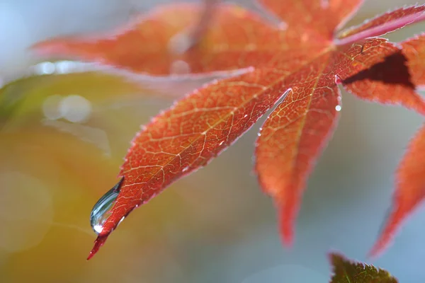 stock image Japenese Maple with water drop
