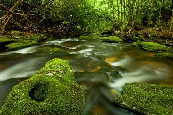 在茂密的雨林中流动的流 — 图库照片
