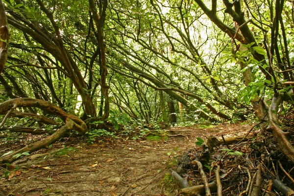 Floresta densa moita — Fotografia de Stock