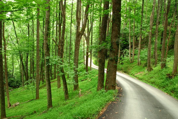 Country road through green mountain forest — Stock Photo, Image