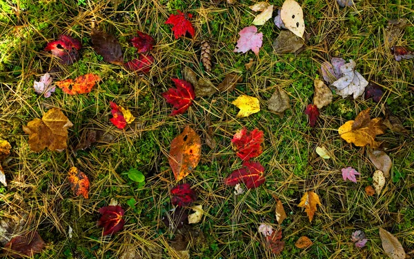 Suelo del bosque de otoño Fotos De Stock