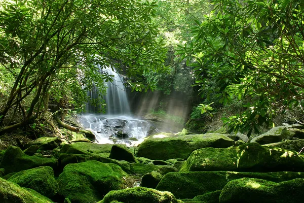 Rain Forest Waterfall Stock Photo