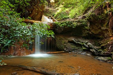 Altın cascade berry dere yolu, büyük Havzası, ca