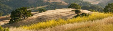 California hillside in spring clipart