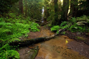 Berry Creek Falls in Big Basin, California clipart