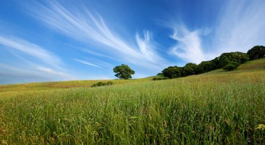 Green summer field and lone tree clipart