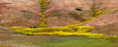 California Mustard Bloom clipart