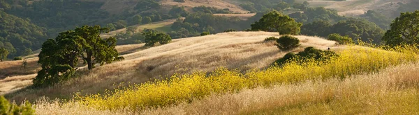 Каліфорнія hillside навесні — стокове фото