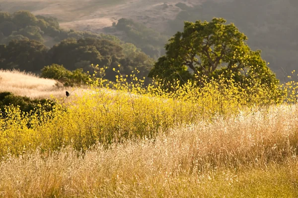 黑鸟在金黄的芥末领域和橡木草原 — 图库照片