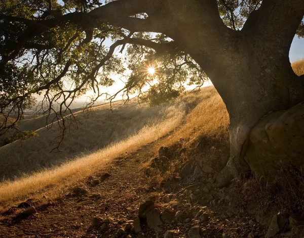 Sunny path under oak on idyllic hillside Royalty Free Stock Images
