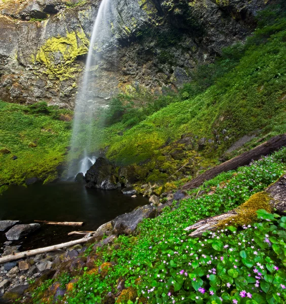 郁郁葱葱的田园雨森林瀑布 — 图库照片