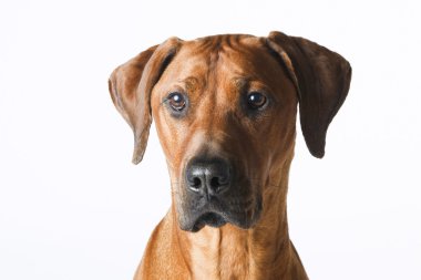 Portrait of a Rodesian Ridgeback clipart