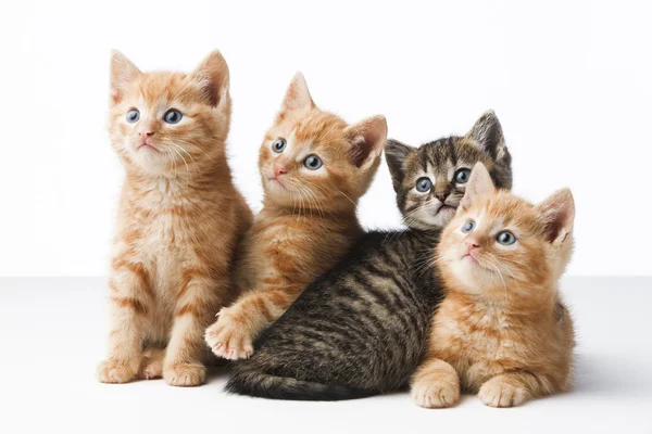 stock image 4 kittens sitting and lying