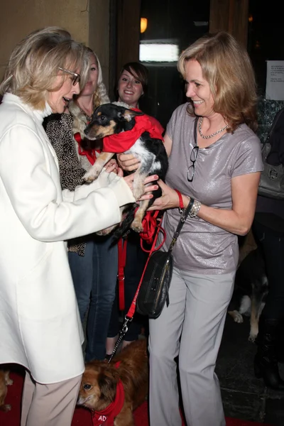 Diane Keaton, Teri Austin e cães de resgate para adoção — Fotografia de Stock