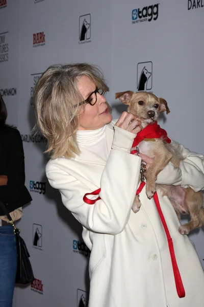 Diane Keaton e cães de resgate para adoção — Fotografia de Stock