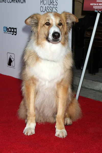 Kasey (Played pies Freeway w filmie) — Zdjęcie stockowe